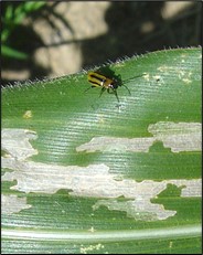 Chrysomèle des racines du maïs (Diabrotica v. virgifera)
